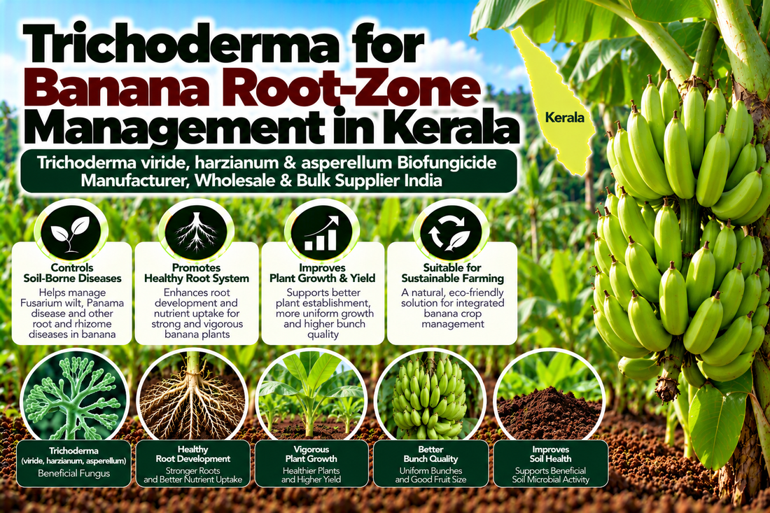 Trichoderma for Banana Root-Zone Management in Kerala | Trichoderma viride, harzianum & asperellum Biofungicide Manufacturer, Wholesale & Bulk Supplier India