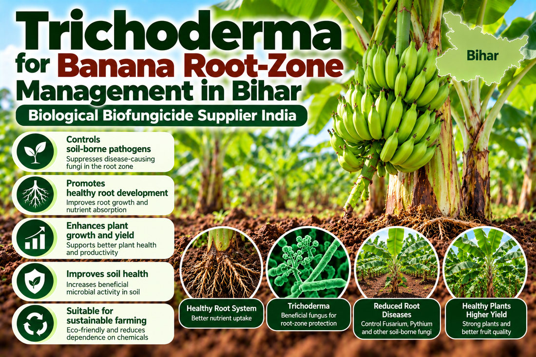 Trichoderma for Banana Root-Zone Management in Bihar | Biological Biofungicide Supplier India