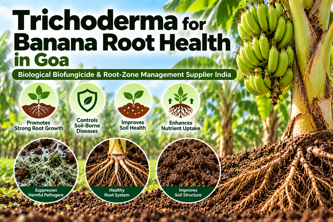 Trichoderma for Banana Root Health in Goa | Biological Biofungicide & Root-Zone Management Supplier India