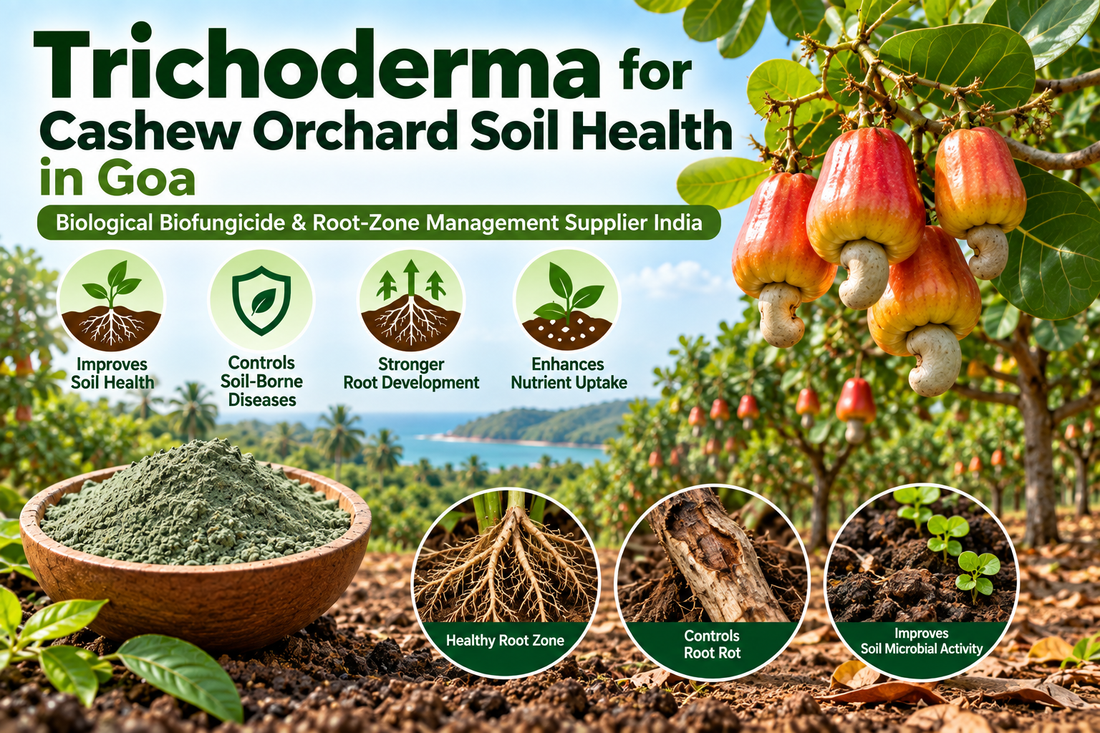 Trichoderma for Cashew Orchard Soil Health in Goa | Biological Biofungicide & Root-Zone Management Supplier India