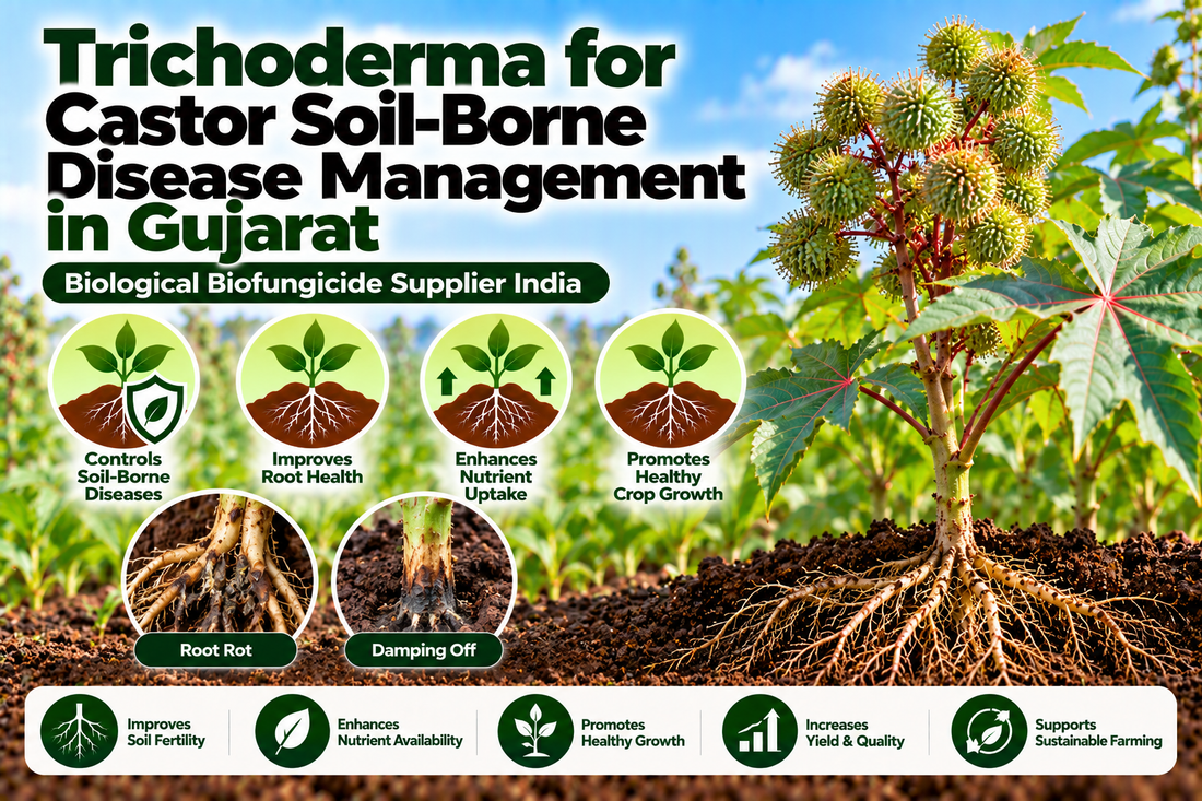 Trichoderma for Castor Soil-Borne Disease Management in Gujarat | Biological Biofungicide Supplier India