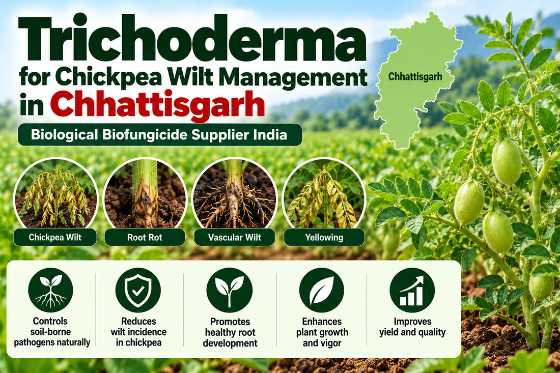 Trichoderma for Chickpea Wilt Management in Chhattisgarh | Biological Biofungicide Supplier India