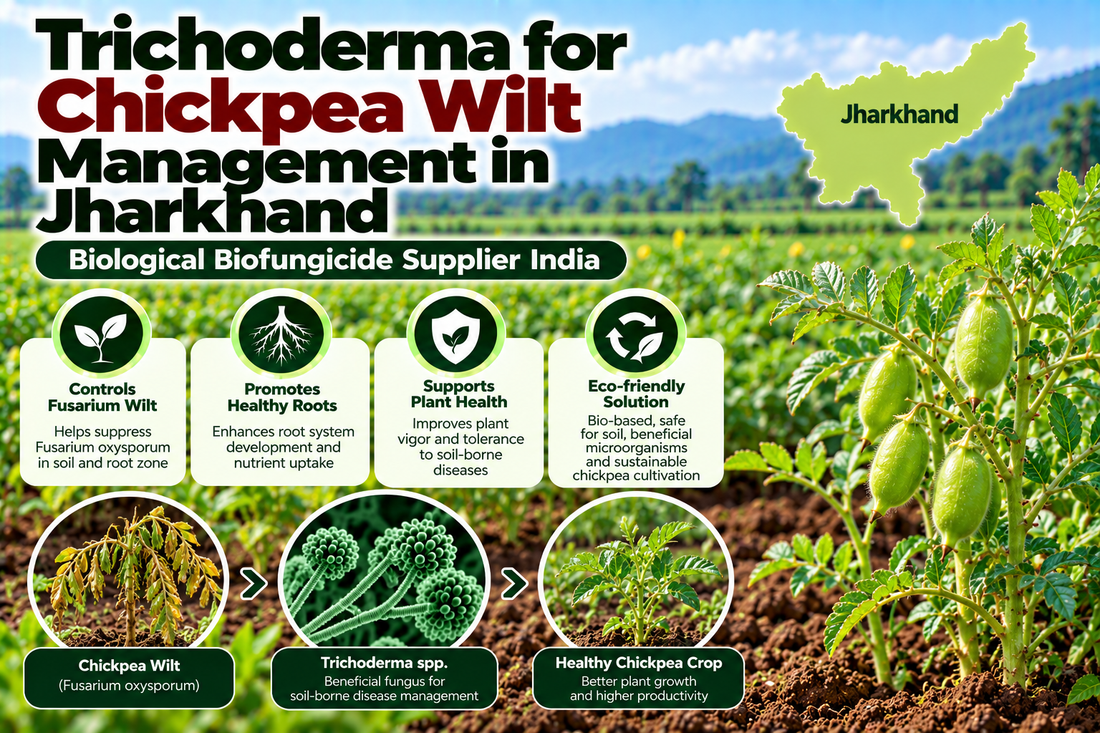 Trichoderma for Chickpea Wilt Management in Jharkhand | Biological Biofungicide Supplier India