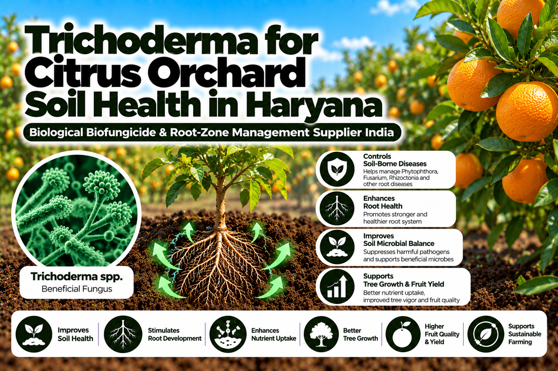 Trichoderma for Citrus Orchard Soil Health in Haryana | Biological Biofungicide & Root-Zone Management Supplier India