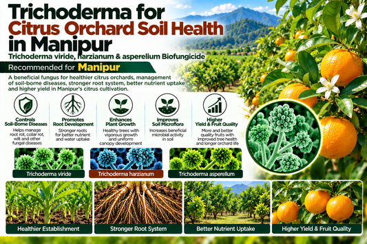Trichoderma for Citrus Orchard Soil Health in Manipur | Trichoderma viride, harzianum & asperellum Biofungicide Manufacturer, Wholesale & Bulk Supplier India