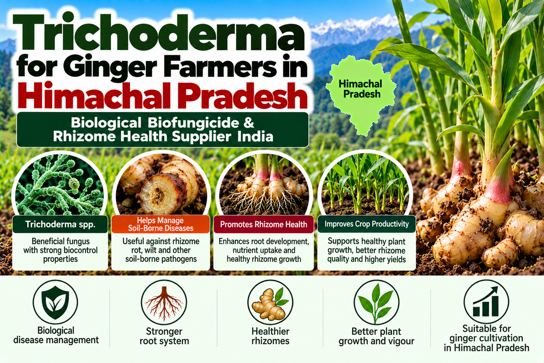 Trichoderma for Ginger Farmers in Himachal Pradesh | Biological Biofungicide & Rhizome Health Supplier India