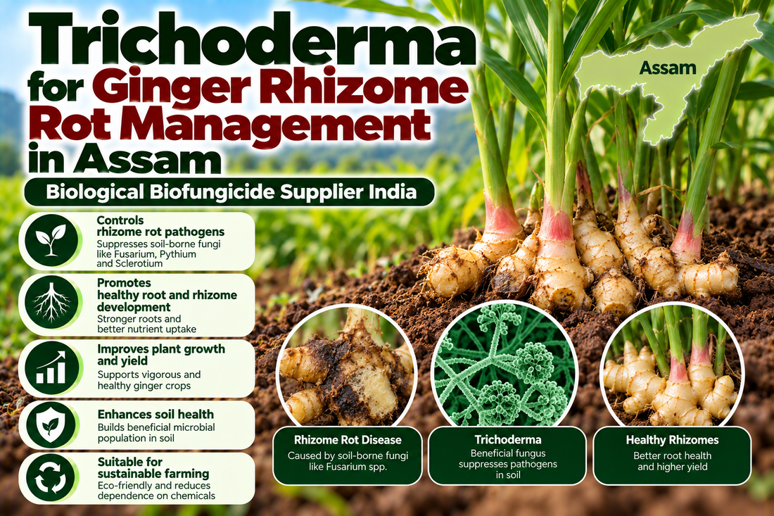 Trichoderma for Ginger Rhizome Rot Management in Assam | Biological Biofungicide Supplier India