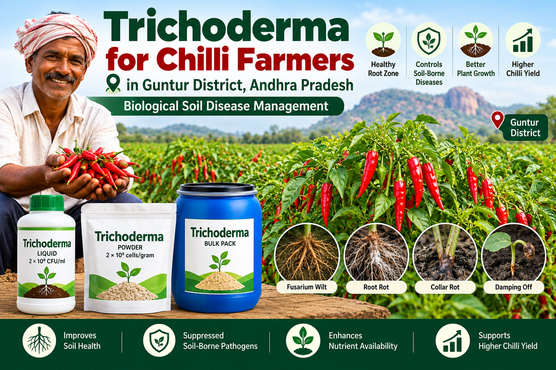 Trichoderma for Chilli Farmers in Guntur District | Biological Soil Disease Management | Peak Laboratories India