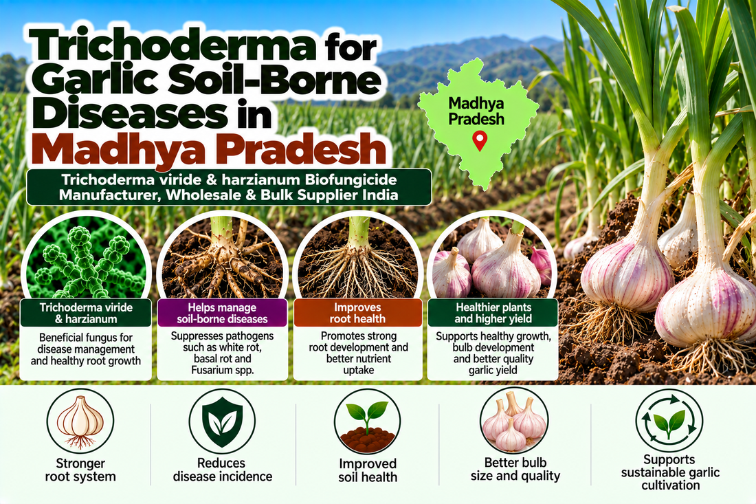 Trichoderma for Garlic Soil-Borne Diseases in Madhya Pradesh | Trichoderma viride & harzianum Biofungicide Manufacturer, Wholesale & Bulk Supplier India