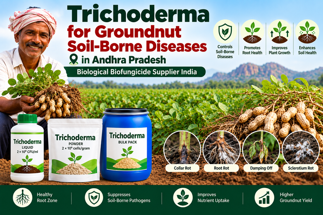 Trichoderma for Groundnut Soil-Borne Diseases in Andhra Pradesh | Biological Biofungicide Supplier India