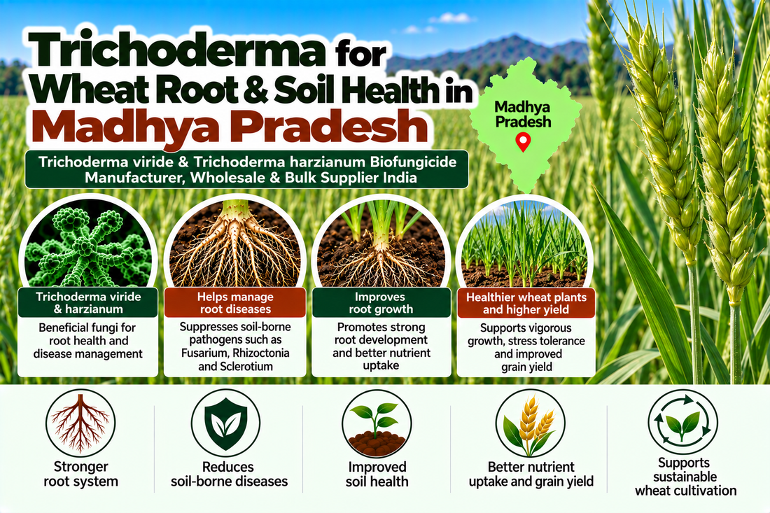 Trichoderma for Wheat Root & Soil Health in Madhya Pradesh | Trichoderma viride & Trichoderma harzianum Biofungicide Manufacturer, Wholesale & Bulk Supplier India
