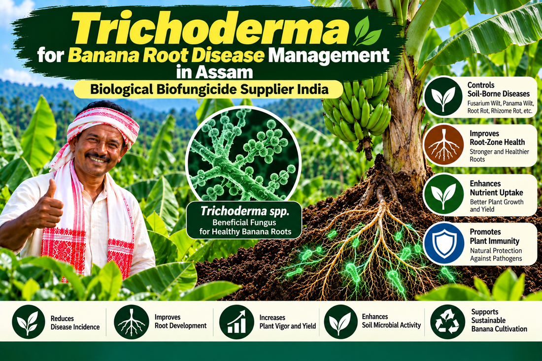 Trichoderma for Banana Root Disease Management in Assam | Biological Biofungicide Supplier India