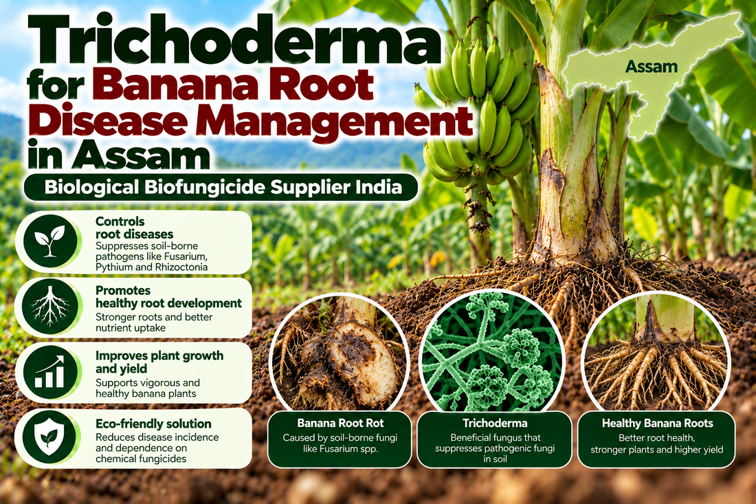 Trichoderma for Banana Root Disease Management in Assam | Biological Biofungicide Supplier India