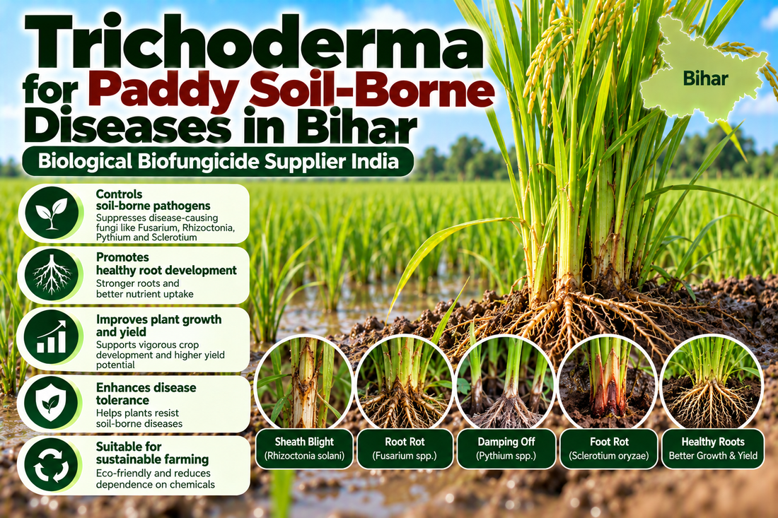 Trichoderma for Paddy Soil-Borne Diseases in Bihar | Biological Biofungicide Supplier India