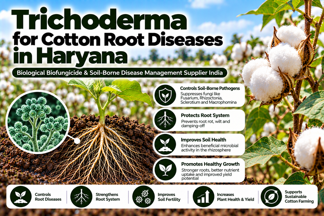Trichoderma for Cotton Root Diseases in Haryana | Biological Biofungicide & Soil-Borne Disease Management Supplier India
