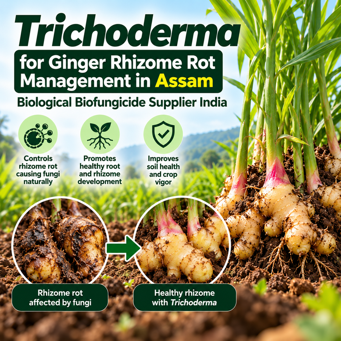 Trichoderma for Ginger Rhizome Rot Management in Assam | Biological Biofungicide Supplier India