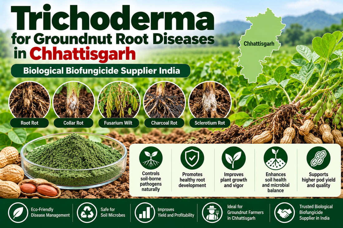 Trichoderma for Groundnut Root Diseases in Chhattisgarh | Biological Biofungicide Supplier India