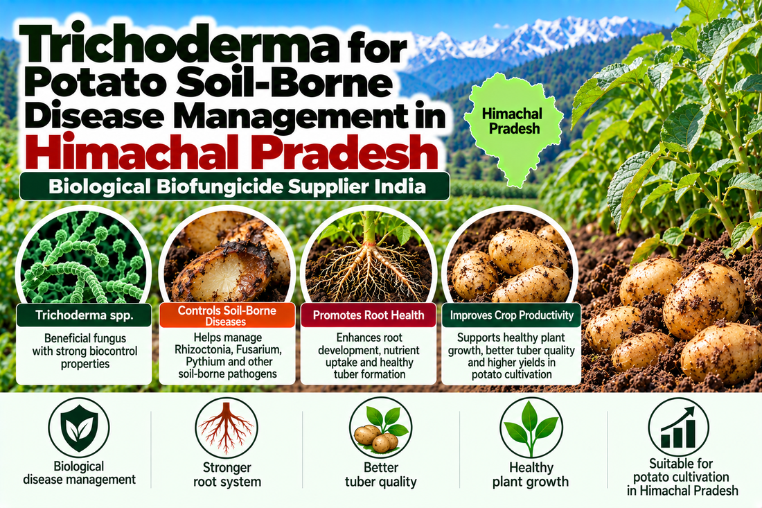 Trichoderma for Potato Soil-Borne Disease Management in Himachal Pradesh | Biological Biofungicide Supplier India