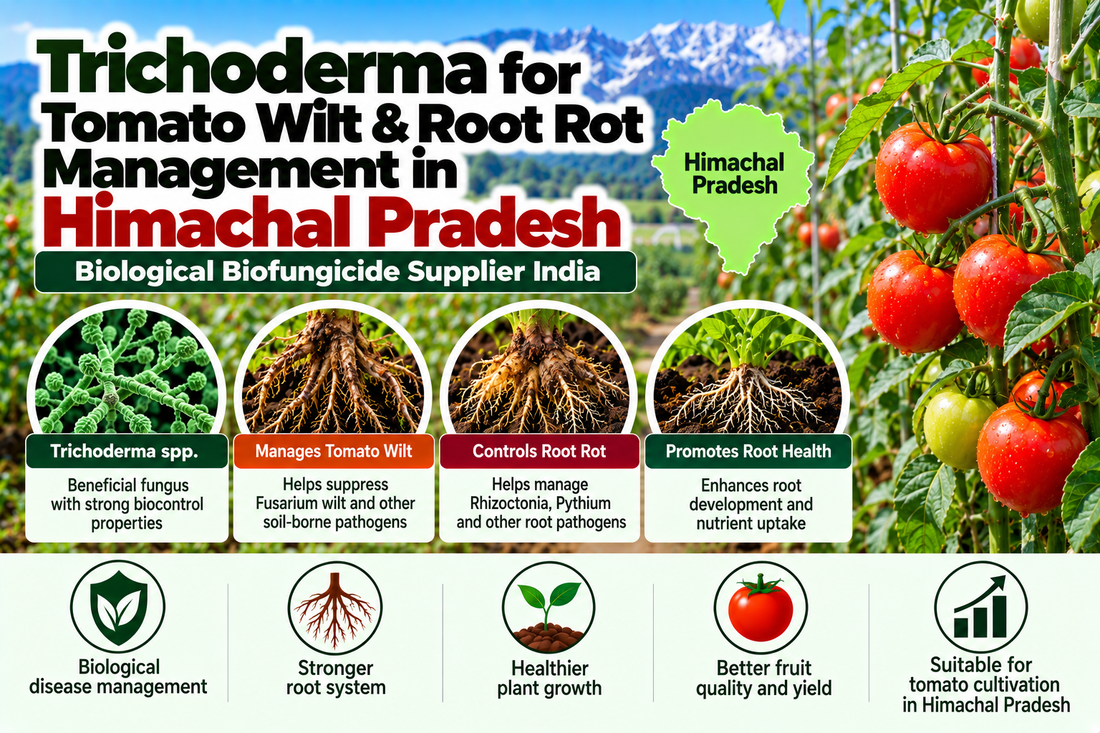 Trichoderma for Tomato Wilt & Root Rot Management in Himachal Pradesh | Biological Biofungicide Supplier India
