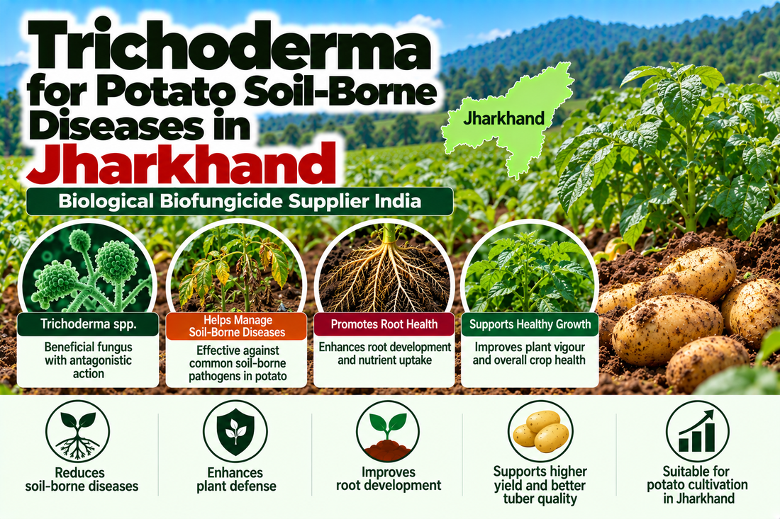 Trichoderma for Potato Soil-Borne Diseases in Jharkhand | Biological Biofungicide Supplier India