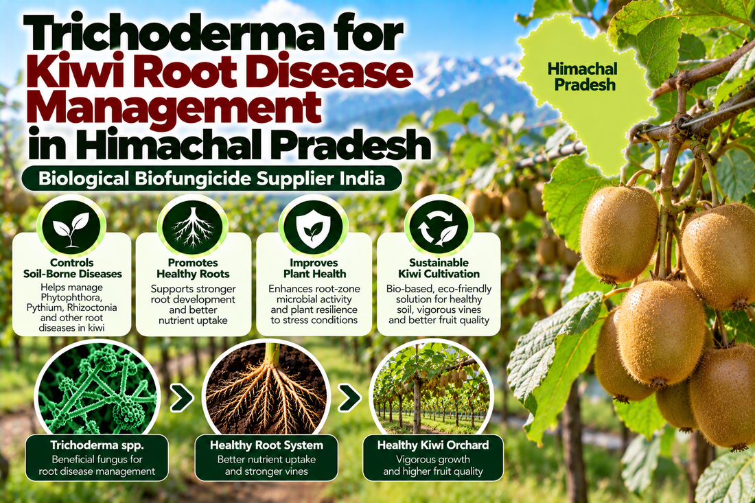 Trichoderma for Kiwi Root Disease Management in Himachal Pradesh | Biological Biofungicide Supplier India