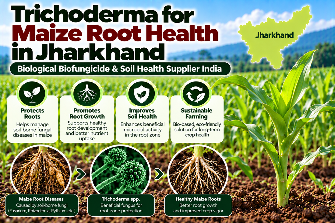 Trichoderma for Maize Root Health in Jharkhand | Biological Biofungicide & Soil Health Supplier India