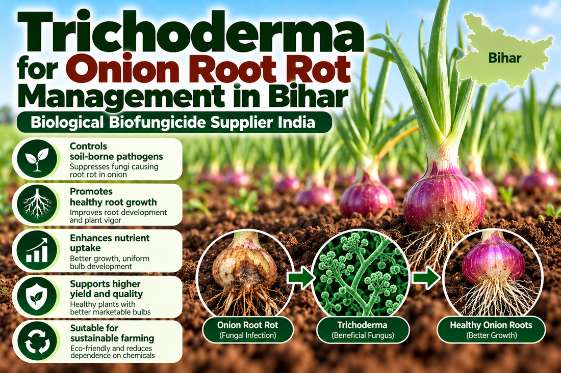 Trichoderma for Onion Root Rot Management in Bihar | Biological Biofungicide Supplier India