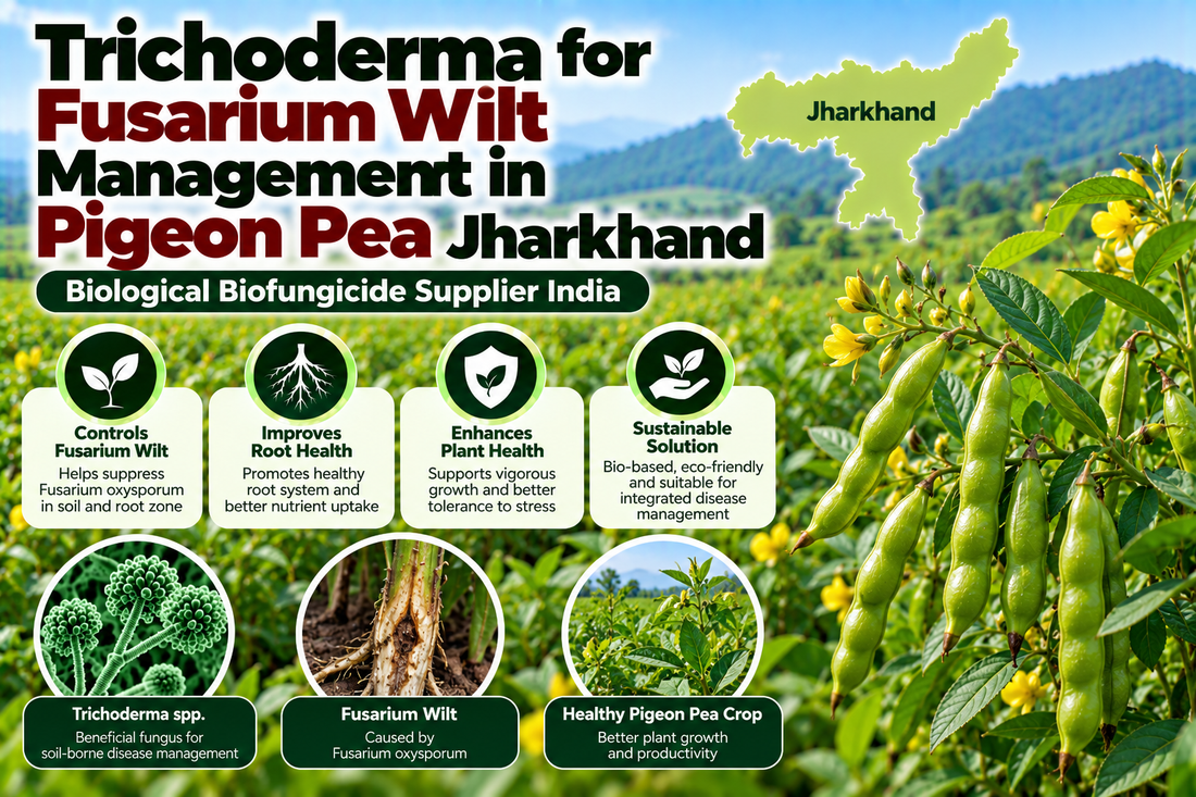 Trichoderma for Fusarium Wilt Management in Pigeon Pea Jharkhand | Biological Biofungicide Supplier India