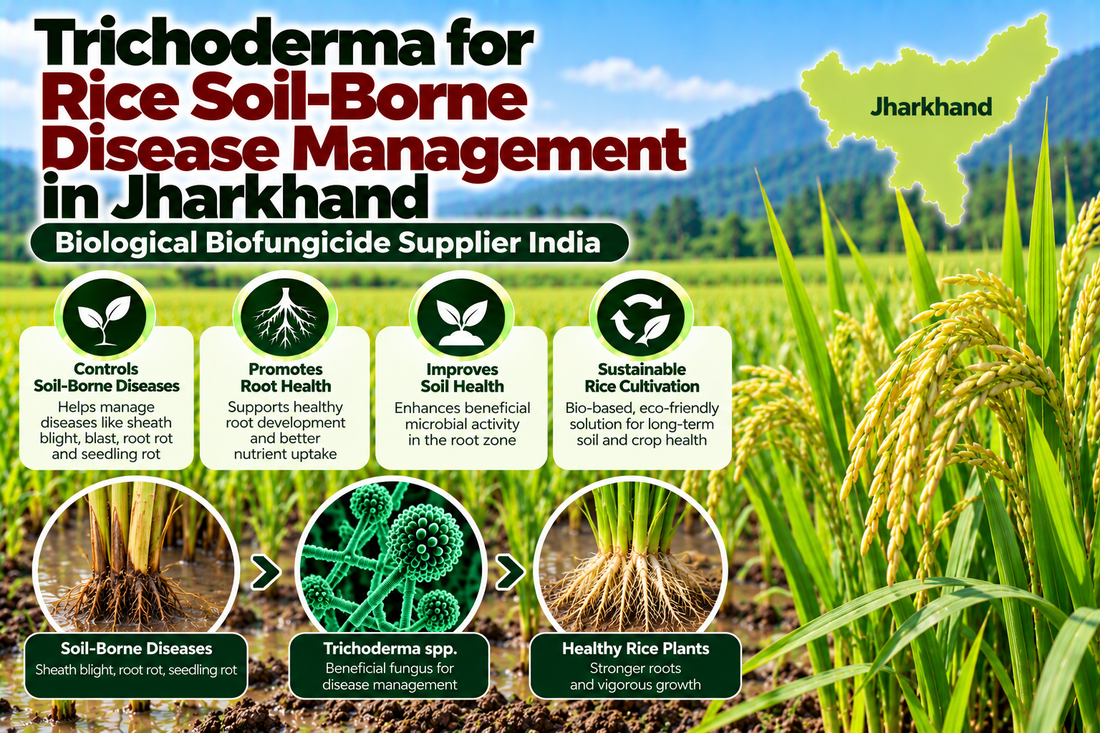 Trichoderma for Rice Soil-Borne Disease Management in Jharkhand | Biological Biofungicide Supplier India