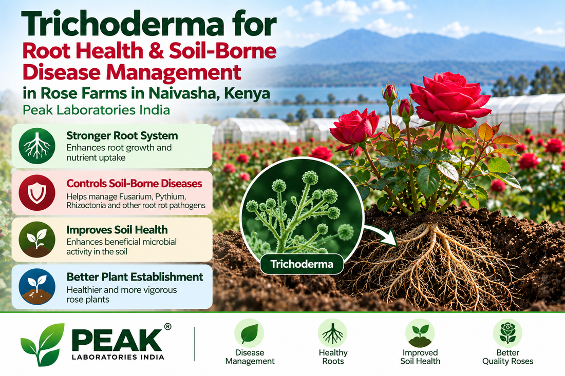 Trichoderma for Root Health & Soil-Borne Disease Management in Rose Farms in Naivasha, Kenya | Peak Laboratories India