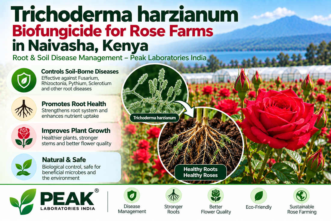 Trichoderma harzianum Biofungicide for Rose Farms in Naivasha, Kenya | Root & Soil Disease Management – Peak Laboratories India