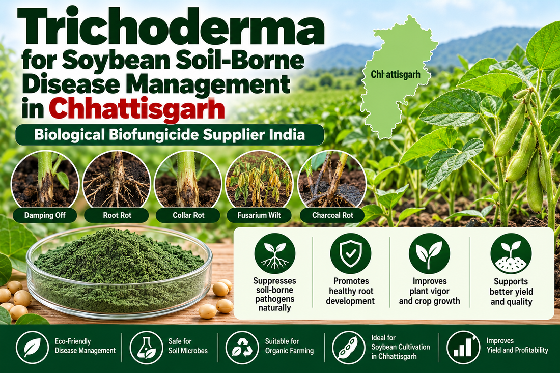 Trichoderma for Soybean Soil-Borne Disease Management in Chhattisgarh | Biological Biofungicide Supplier India