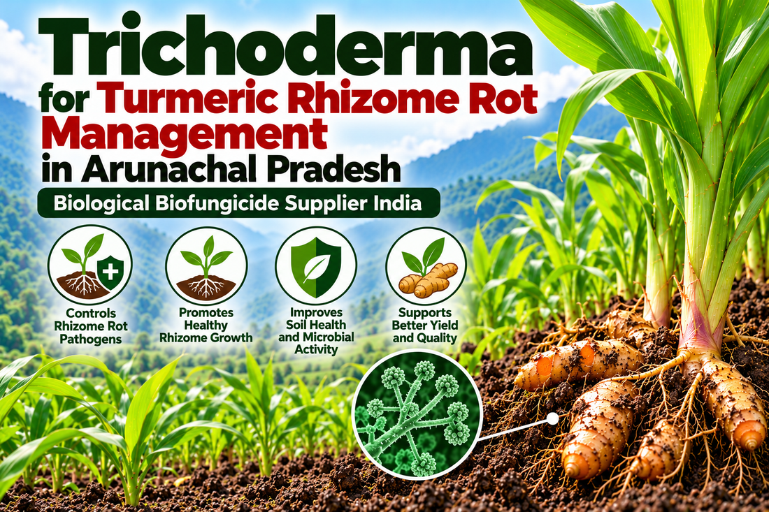 Trichoderma for Turmeric Rhizome Rot Management in Arunachal Pradesh | Biological Biofungicide Supplier India