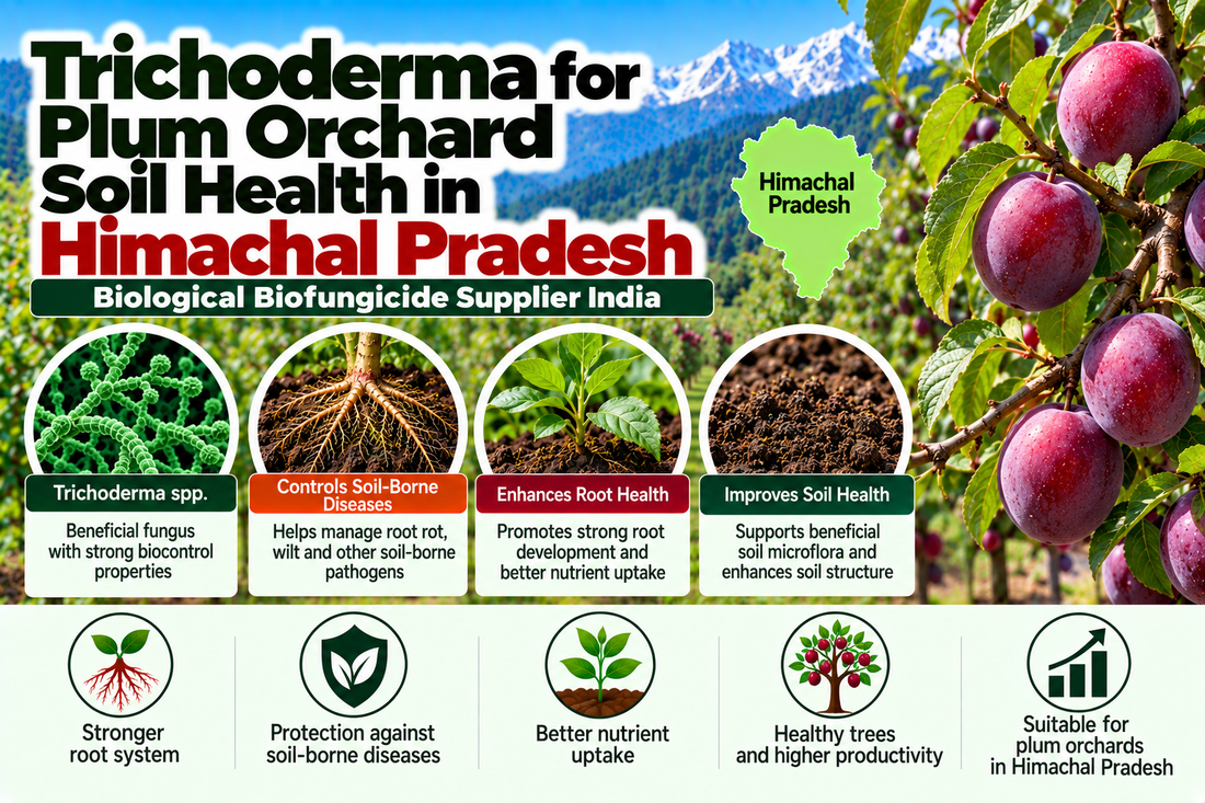 Trichoderma for Plum Orchard Soil Health in Himachal Pradesh | Biological Biofungicide Supplier India