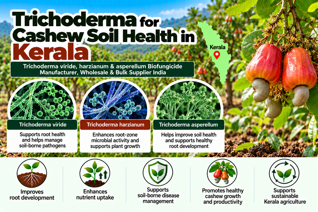 Trichoderma for Cashew Soil Health in Kerala | Trichoderma viride, harzianum & asperellum Biofungicide Manufacturer, Wholesale & Bulk Supplier India