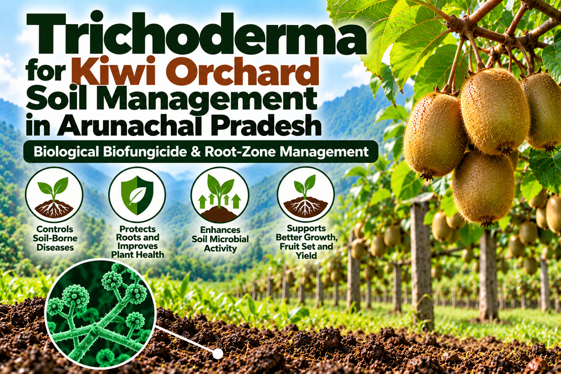Trichoderma for Kiwi Orchard Soil Management in Arunachal Pradesh | Biological Biofungicide & Root-Zone Management