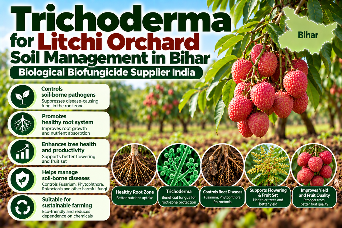 Trichoderma for Litchi Orchard Soil Management in Bihar | Biological Biofungicide Supplier India