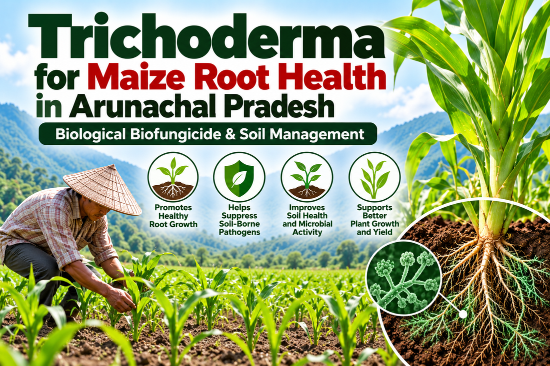 Trichoderma for Maize Root Health in Arunachal Pradesh | Biological Biofungicide & Soil Management