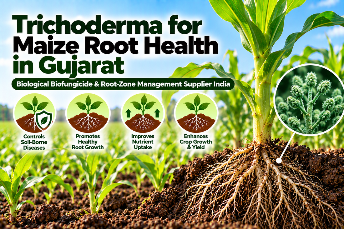 Trichoderma for Maize Root Health in Gujarat | Biological Biofungicide & Root-Zone Management Supplier India