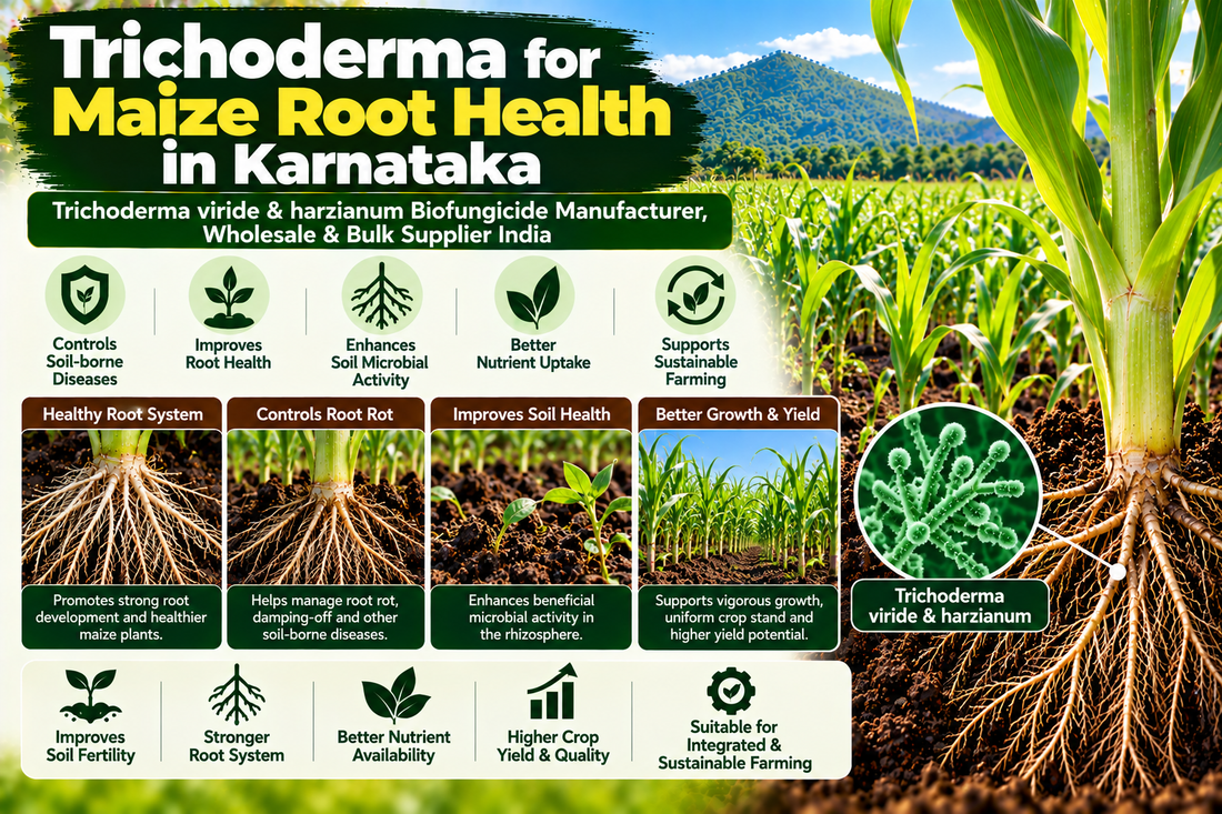 Trichoderma for Maize Root Health in Karnataka | Trichoderma viride & harzianum Biofungicide Manufacturer, Wholesale & Bulk Supplier India
