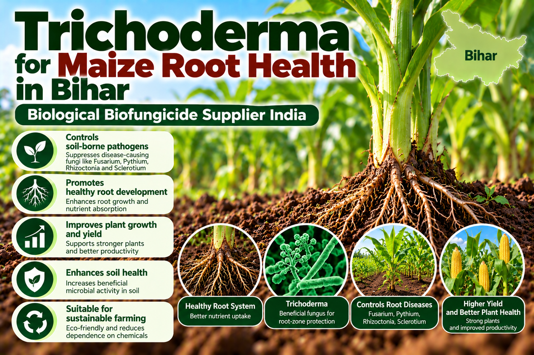 Trichoderma for Maize Root Health in Bihar | Biological Biofungicide Supplier India