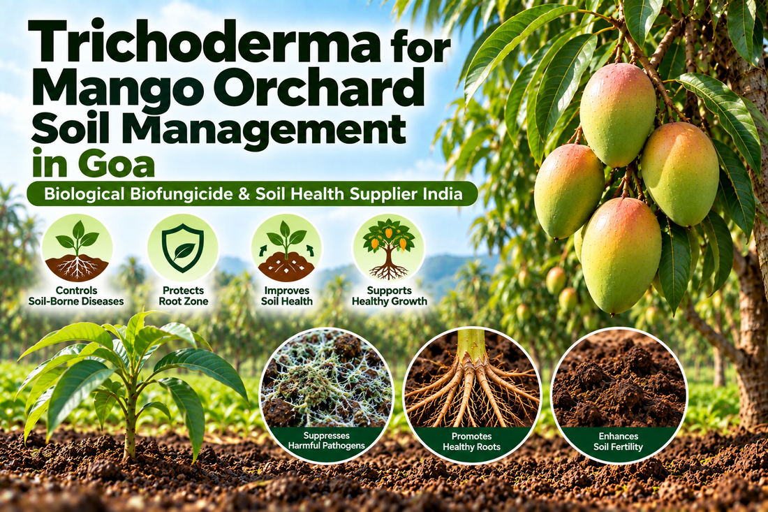 Trichoderma for Mango Orchard Soil Management in Goa | Biological Biofungicide & Soil Health Supplier India
