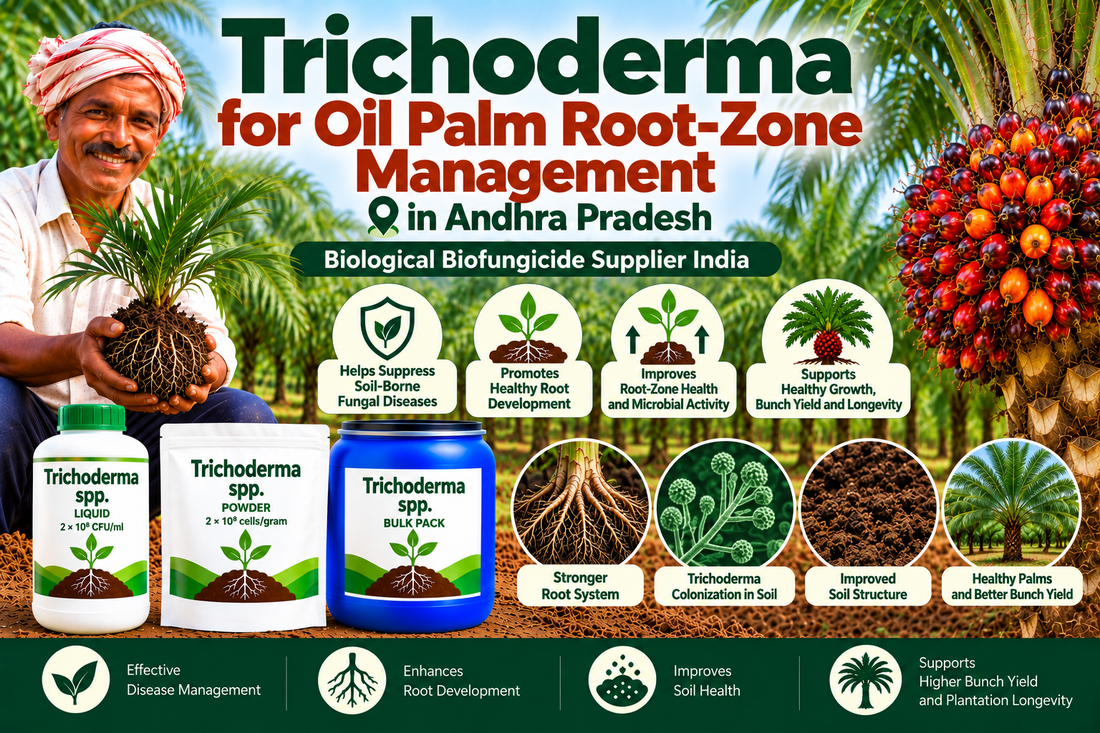 Trichoderma for Oil Palm Root-Zone Management in Andhra Pradesh | Biological Biofungicide Supplier India