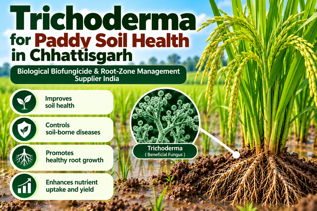 Trichoderma for Paddy Soil Health in Chhattisgarh | Biological Biofungicide & Root-Zone Management Supplier India