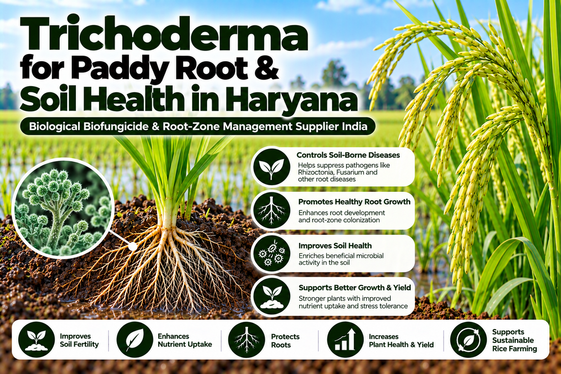 Trichoderma for Paddy Root & Soil Health in Haryana | Biological Biofungicide & Root-Zone Management Supplier India