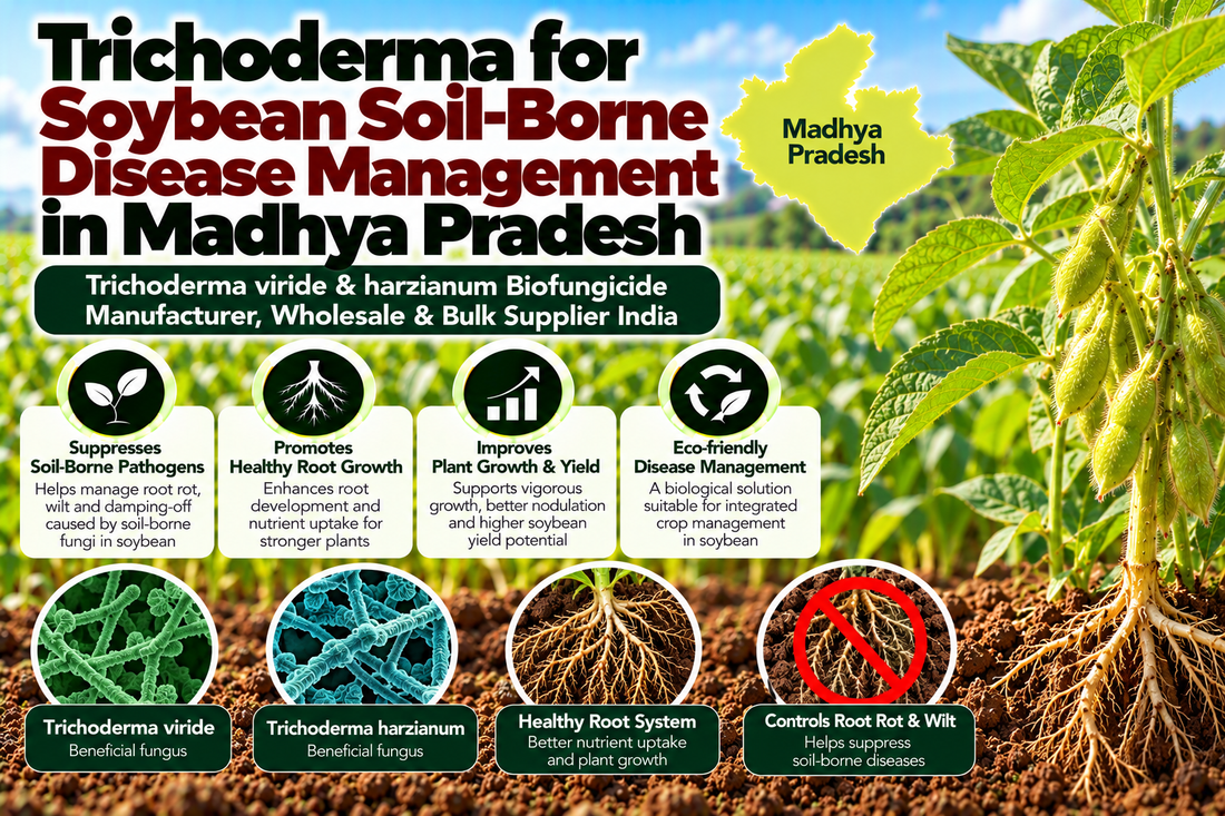 Trichoderma for Soybean Soil-Borne Disease Management in Madhya Pradesh | Trichoderma viride & harzianum Biofungicide Manufacturer, Wholesale & Bulk Supplier India