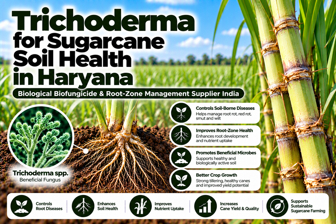 Trichoderma for Sugarcane Soil Health in Haryana | Biological Biofungicide & Root-Zone Management Supplier India
