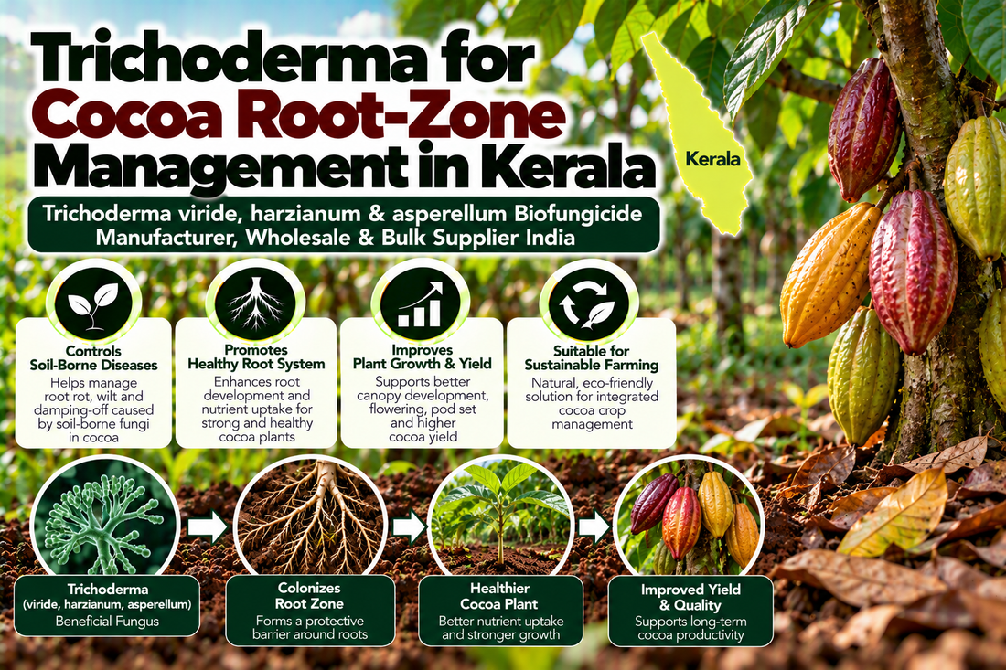 Trichoderma for Cocoa Root-Zone Management in Kerala | Trichoderma viride, harzianum & asperellum Biofungicide Manufacturer, Wholesale & Bulk Supplier India