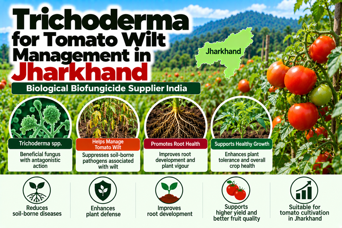 Trichoderma for Tomato Wilt Management in Jharkhand | Biological Biofungicide Supplier India