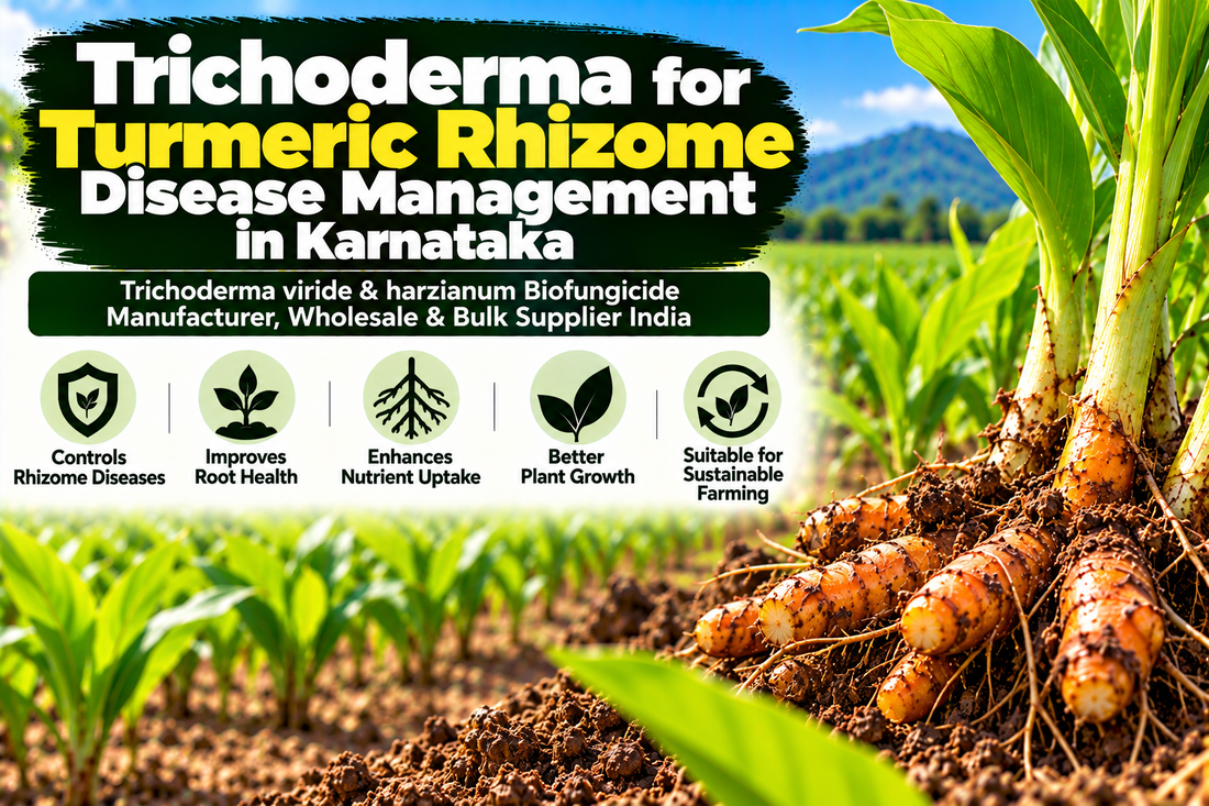 Trichoderma for Turmeric Rhizome Disease Management in Karnataka | Trichoderma viride & harzianum Biofungicide Manufacturer, Wholesale & Bulk Supplier India